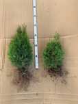 Tuja szmaragd 30-40 cm sadzonka goły korzeń