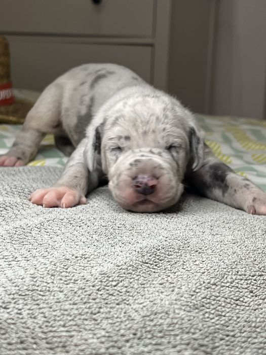 Dogue alemao macho com Lop