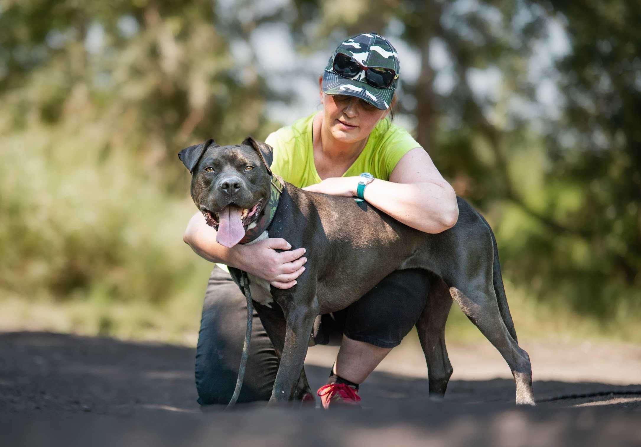 Cudowny amstaff/pitbull Ramen szuka domu!