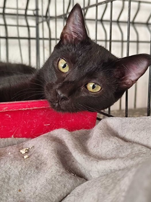 KOMBI (Fêmea, 5 Meses) Para Adoção