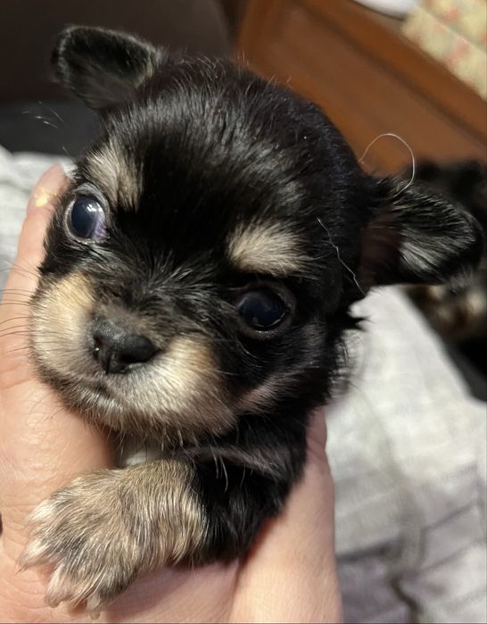 Chihuahua dlugowłosy chlopczyk tricolor ZkwP