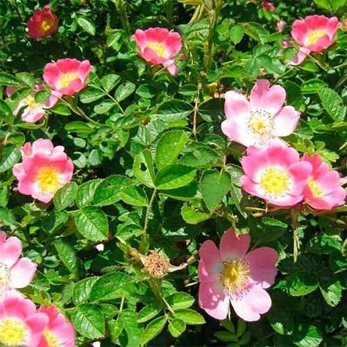 Кусты шиповника обыкновенного.Боярышника лечебного и Терновника