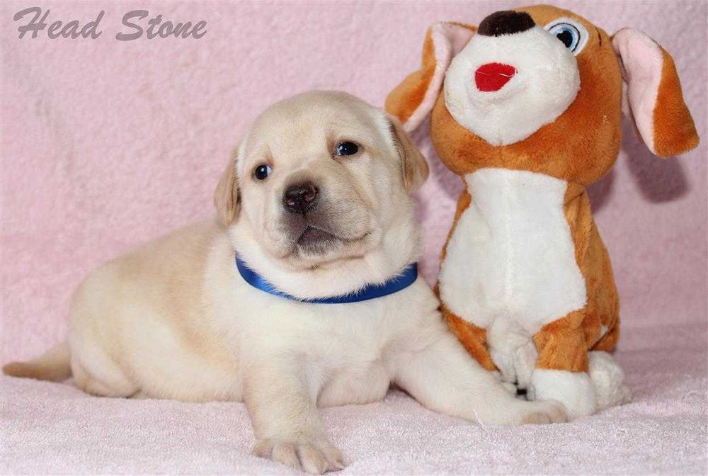 Клубные щенки Лабрадора ретривера