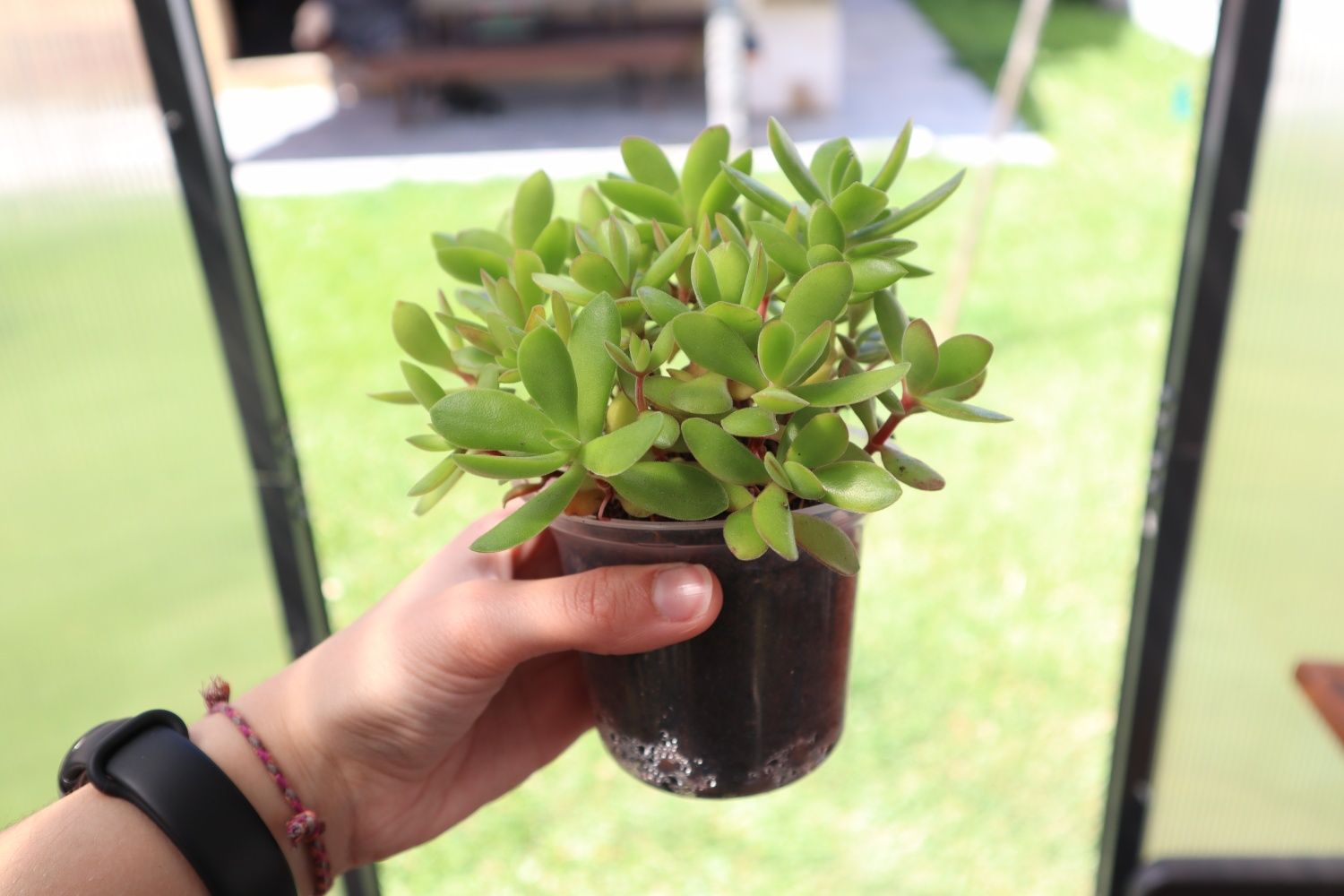 Suculenta real - Crassula Dejeta