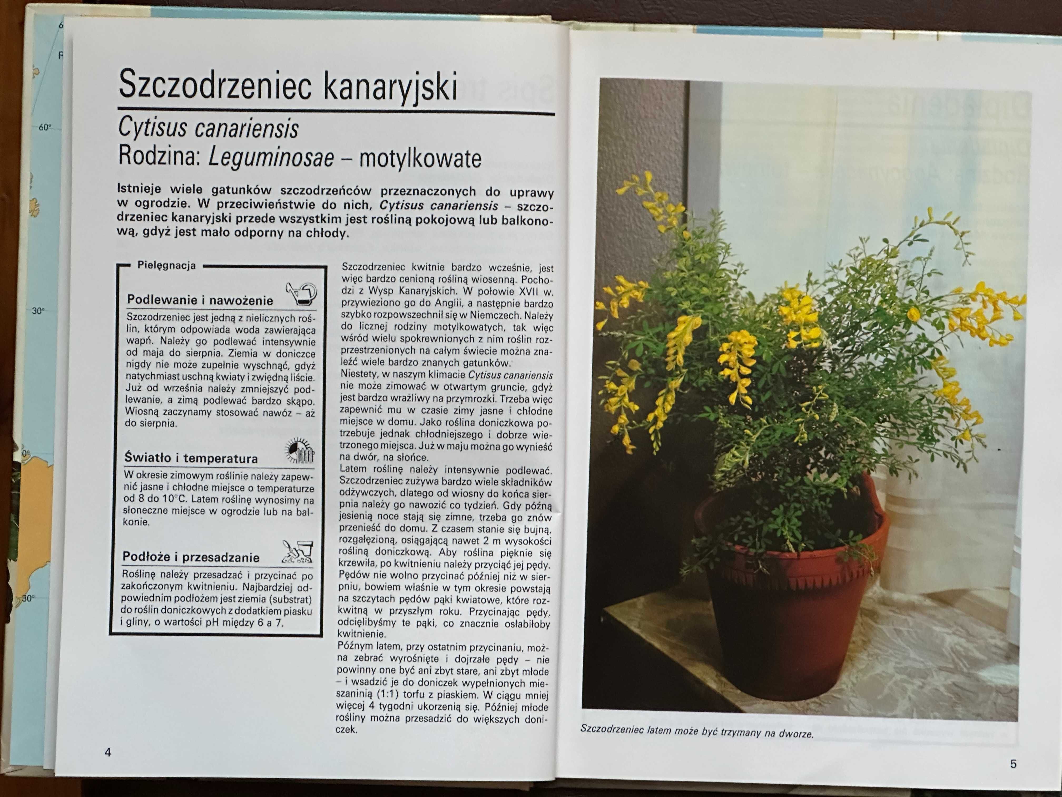 Doniczkowe piękności