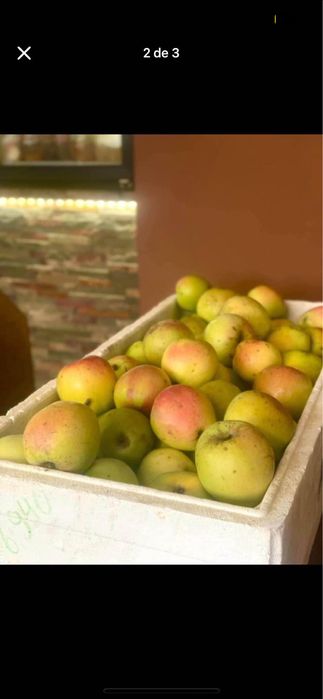 Vendo maçã “pêro de bobadela”