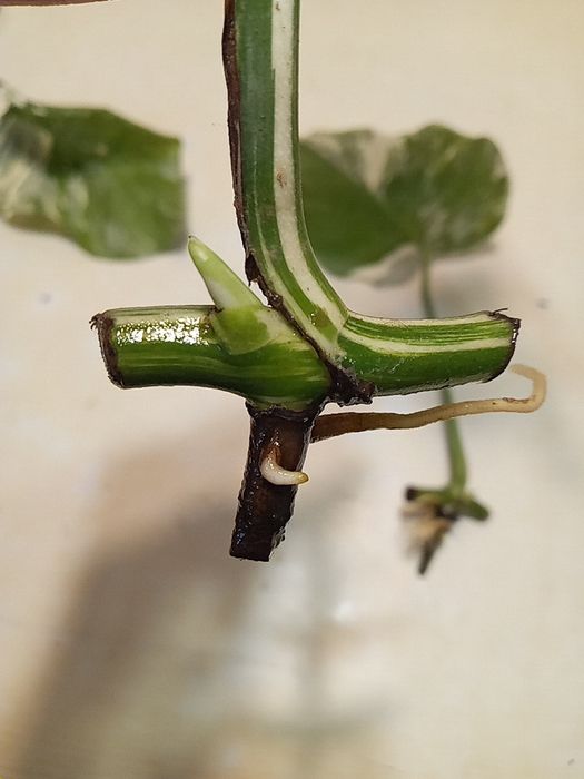 Монстера Альба варієг