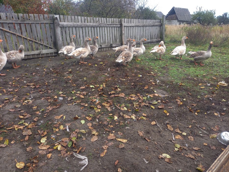 Продам гуси . Тульськи бійцевськи прямоносі.