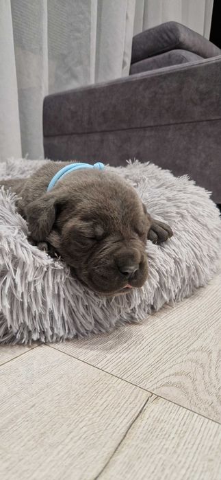 Rodowodowy piesek cane corso