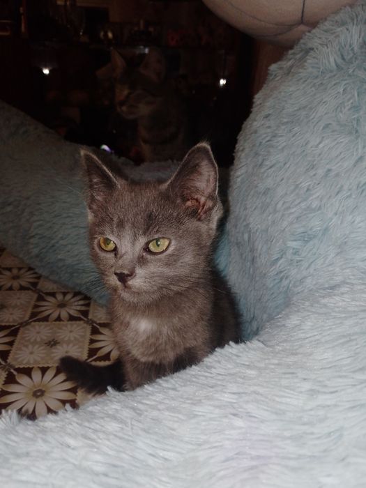 Котенята в добрі руки