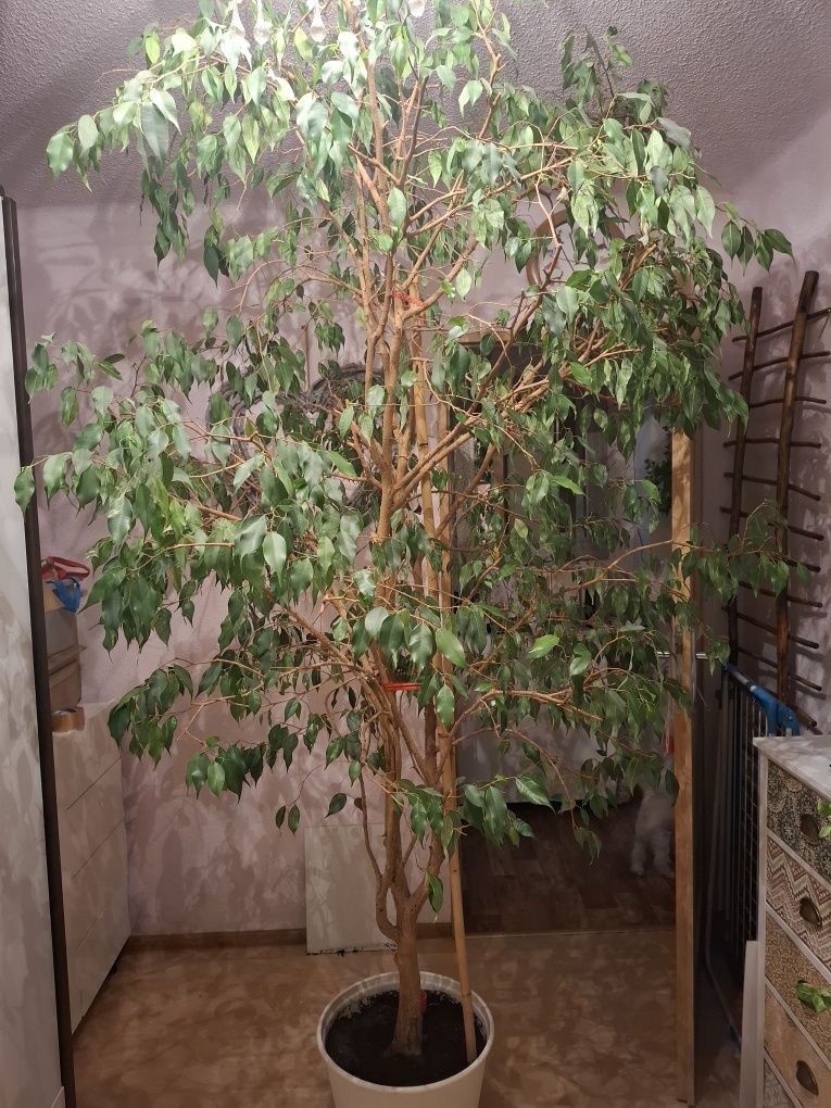 Fikus 2.5 m z doniczka