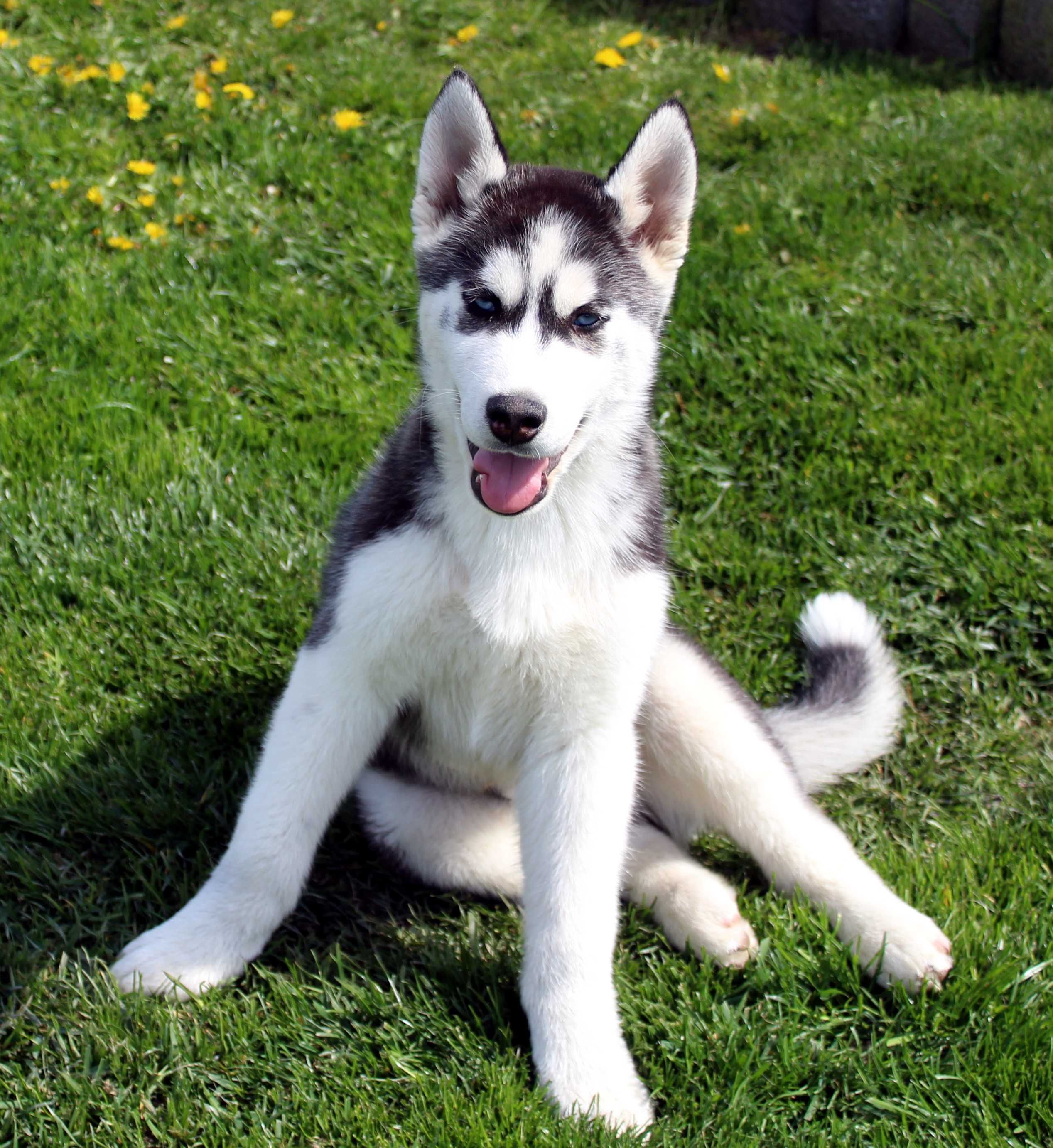 Husky Szczenię Siberian Husky Niebieskie Oczy z Rodowodem WKU