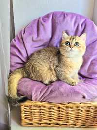 Золотая британская шиншилла кошечка кошка котята дівчинка хлопчик