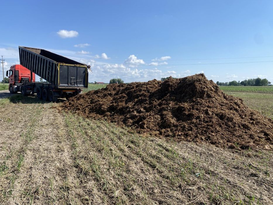 Obornik Kurzak bydlęcy transport