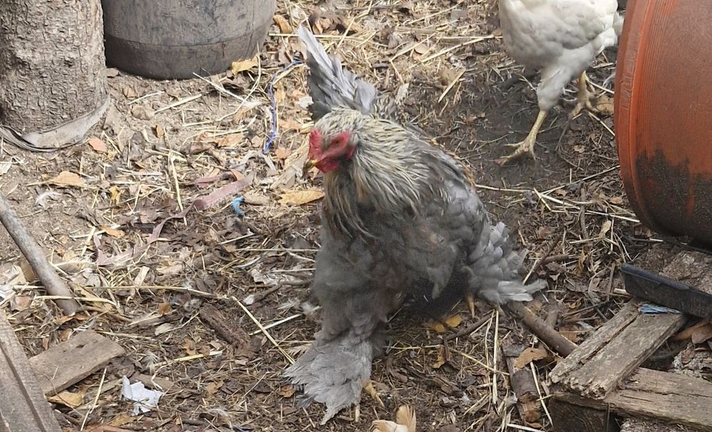 2 Galos  Brahmas puros