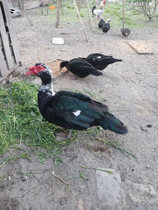 Продаються качки
