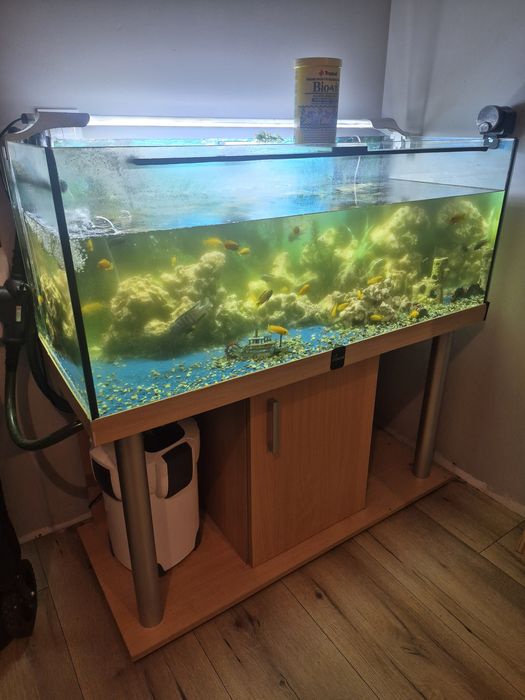 Akwarium 300 l wraz z rybami i osprzętem, pyszczaki