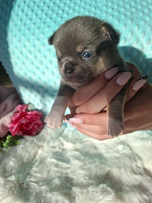 Chihuahua krótkowłosy blue tan Lucek