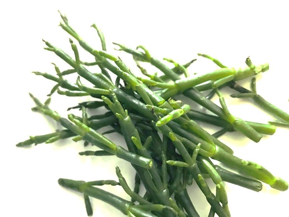 50 sementes de Salicórnia - salicornia europaea