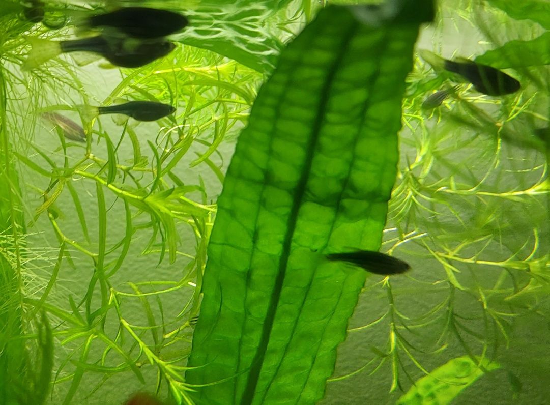 Даніо GloFish (глофіш) Данио Гло