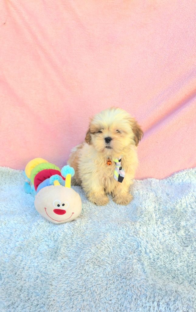 Shih-tzu excelente exemplar