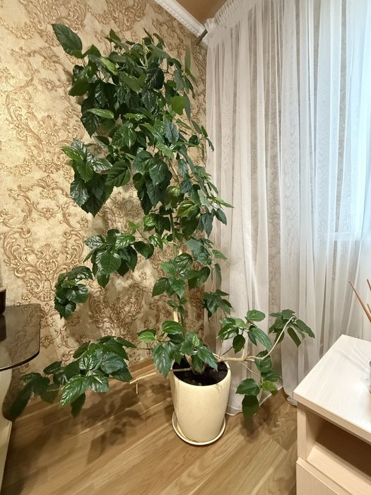 Вазон китайська роза