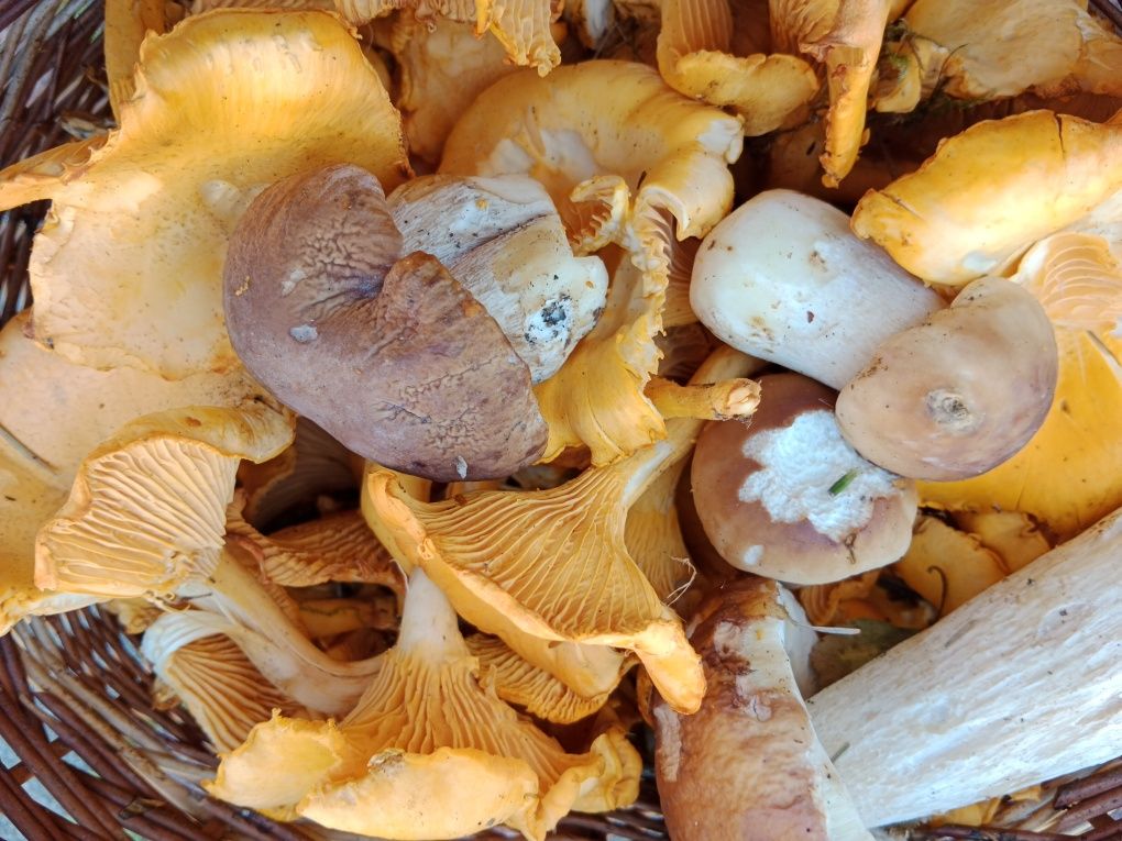 Noclegi Wyżywienie Beskid Żywiecki Węgierska Górka Żabnica