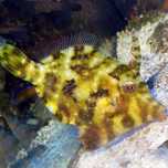 Rybki akwarium morskie - Brzydal - Acreichthys tomentosus -na Aiptasie