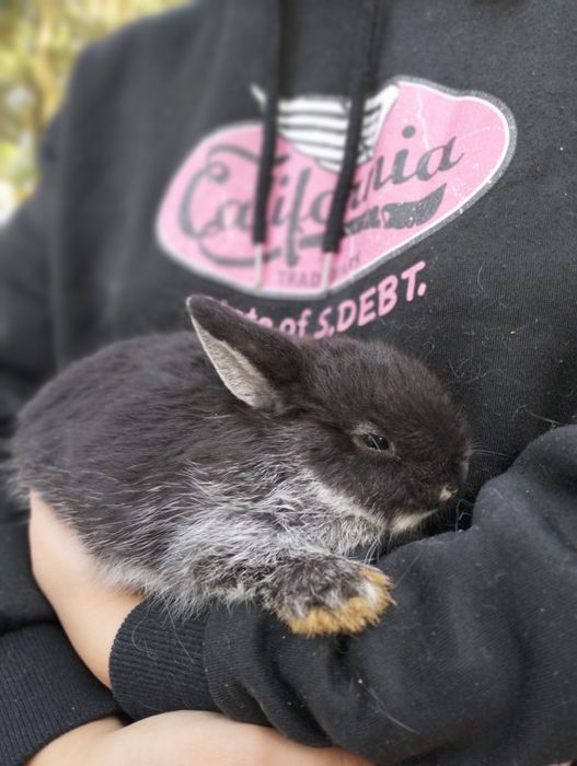 Coelhos anões bebes
