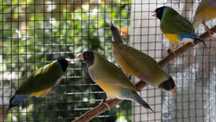 Diamantes Gould Verdes, Brunos e Pastéis