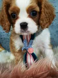 Cavalier King Charles spaniel - do odbioru