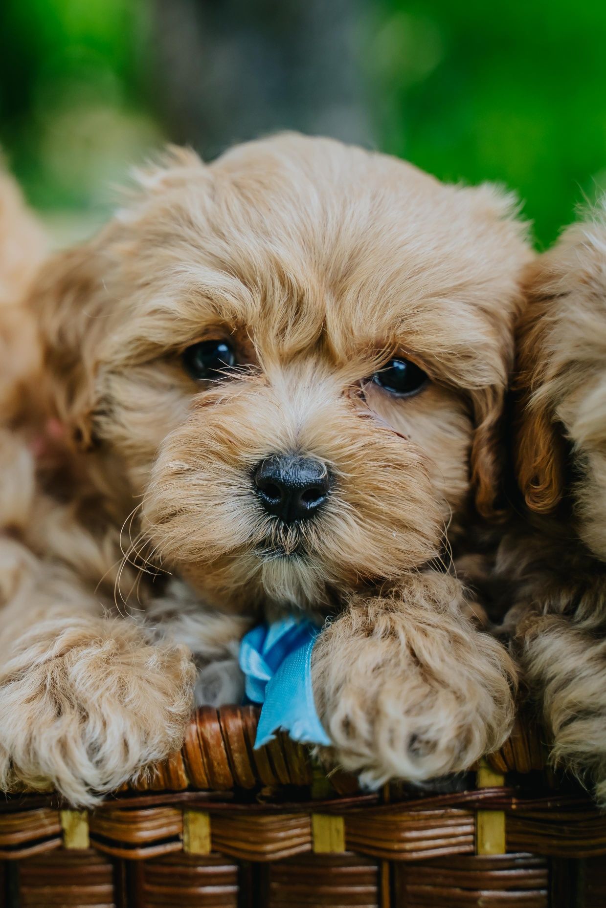 Maltipoo F1 piesek
