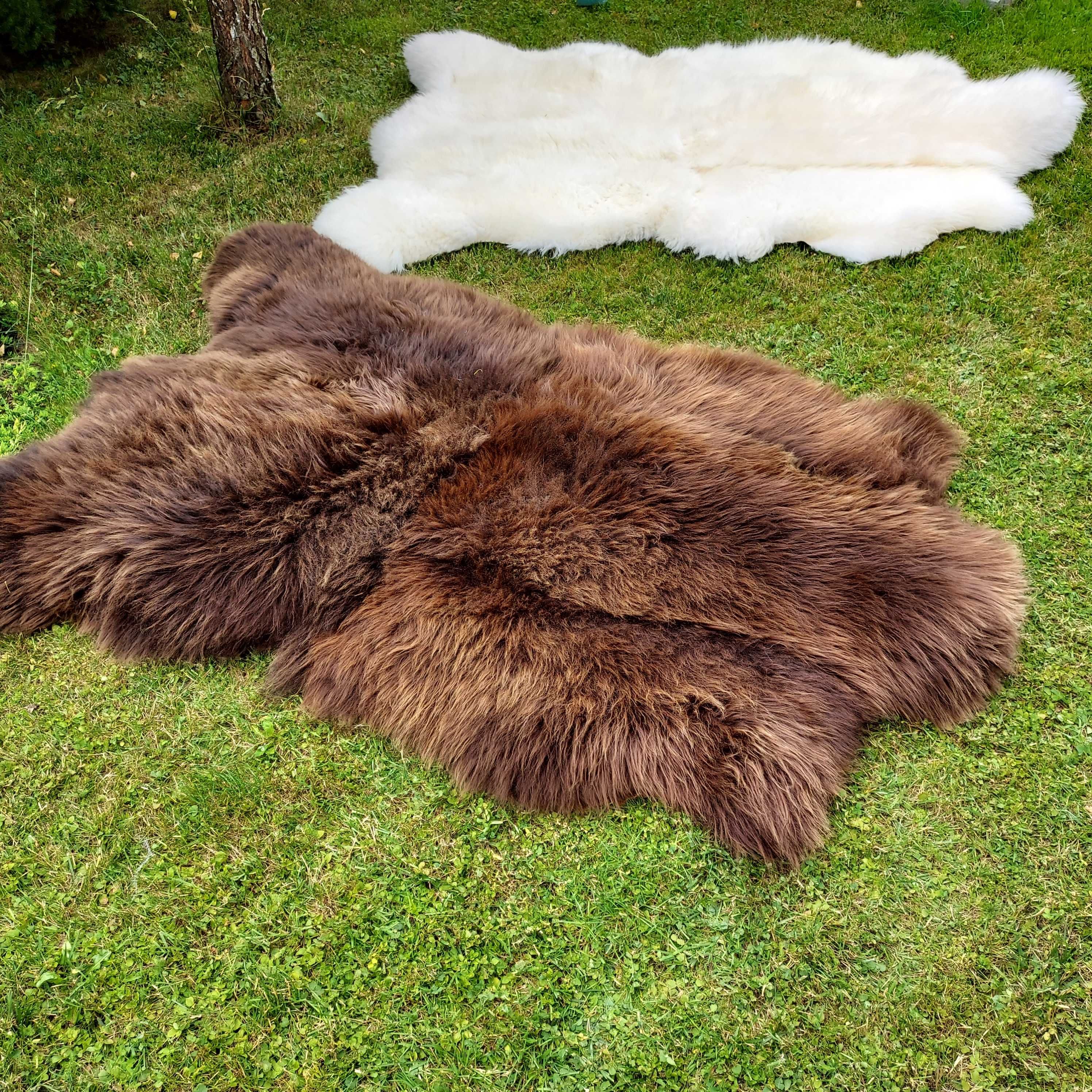 Skóra Niedźwiedź Dywan XXXL Skóra Owcza Naturalna WIelka Skóra Dywan