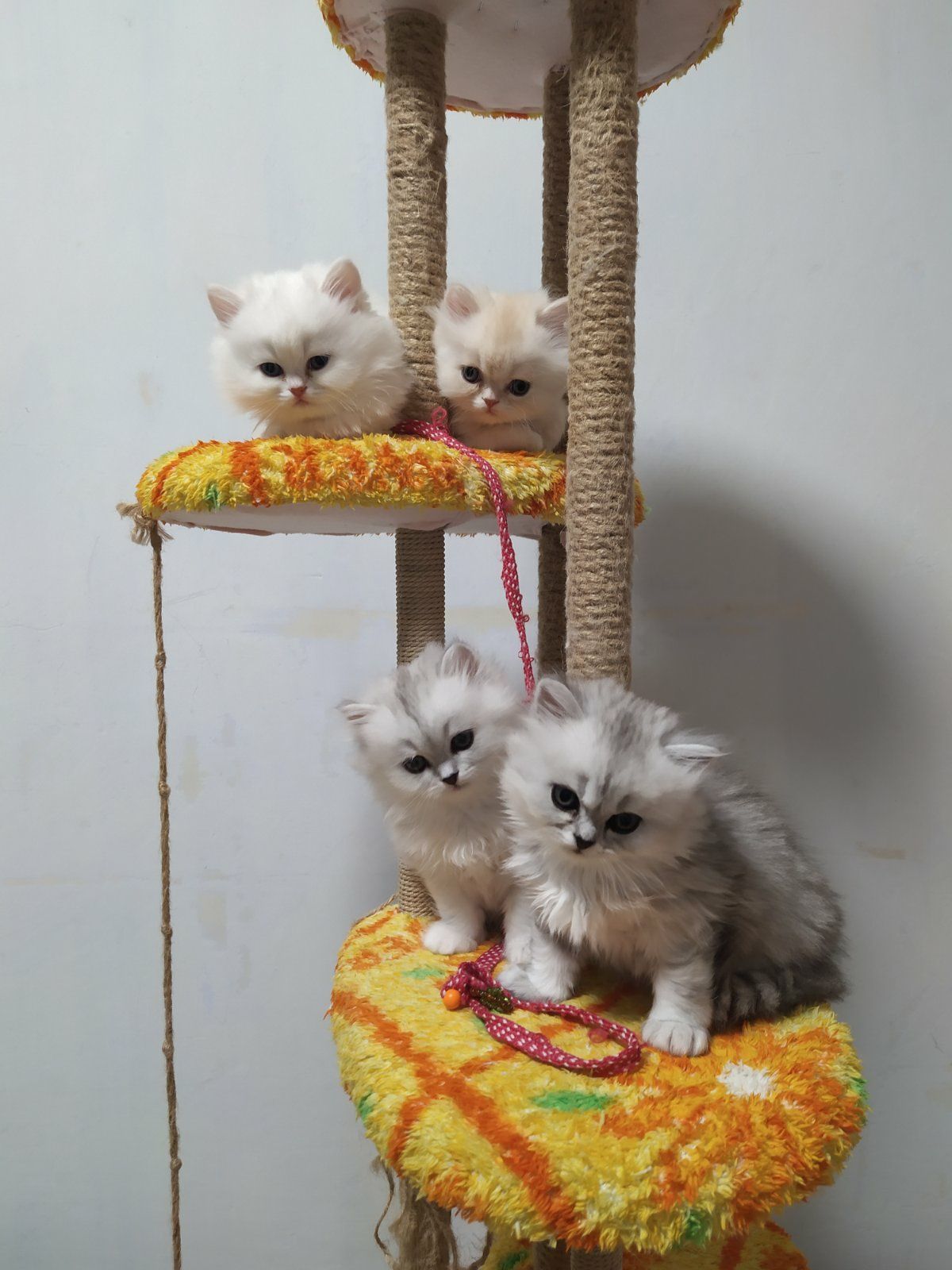 Персидские котята