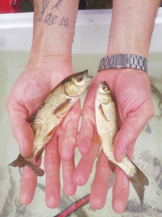 Lin narybek 15-20cm, Jesiotr, karp