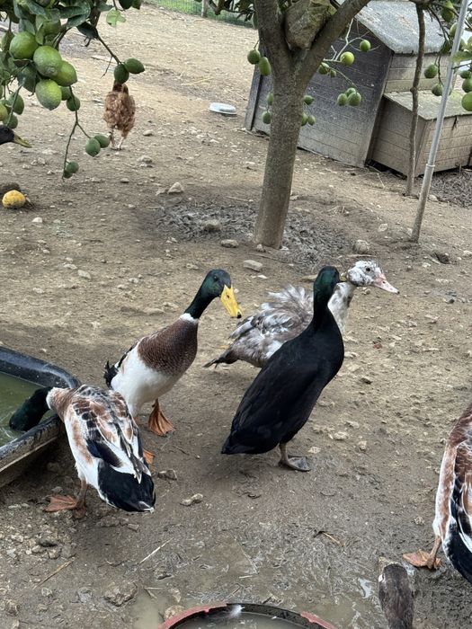 Patos corredores indianos