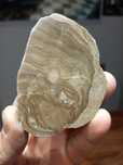 Minerały skamieniałości stromatoporoid