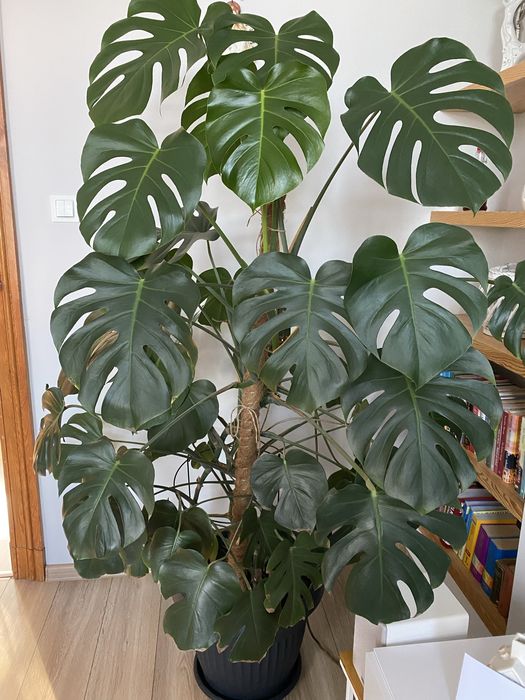 Piękny kwiat Monstera