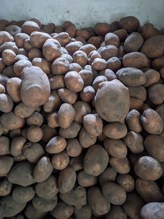 Картопля  сорт Белла Росса