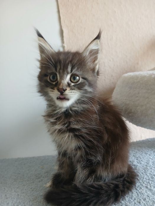 Maine coon kocurek
