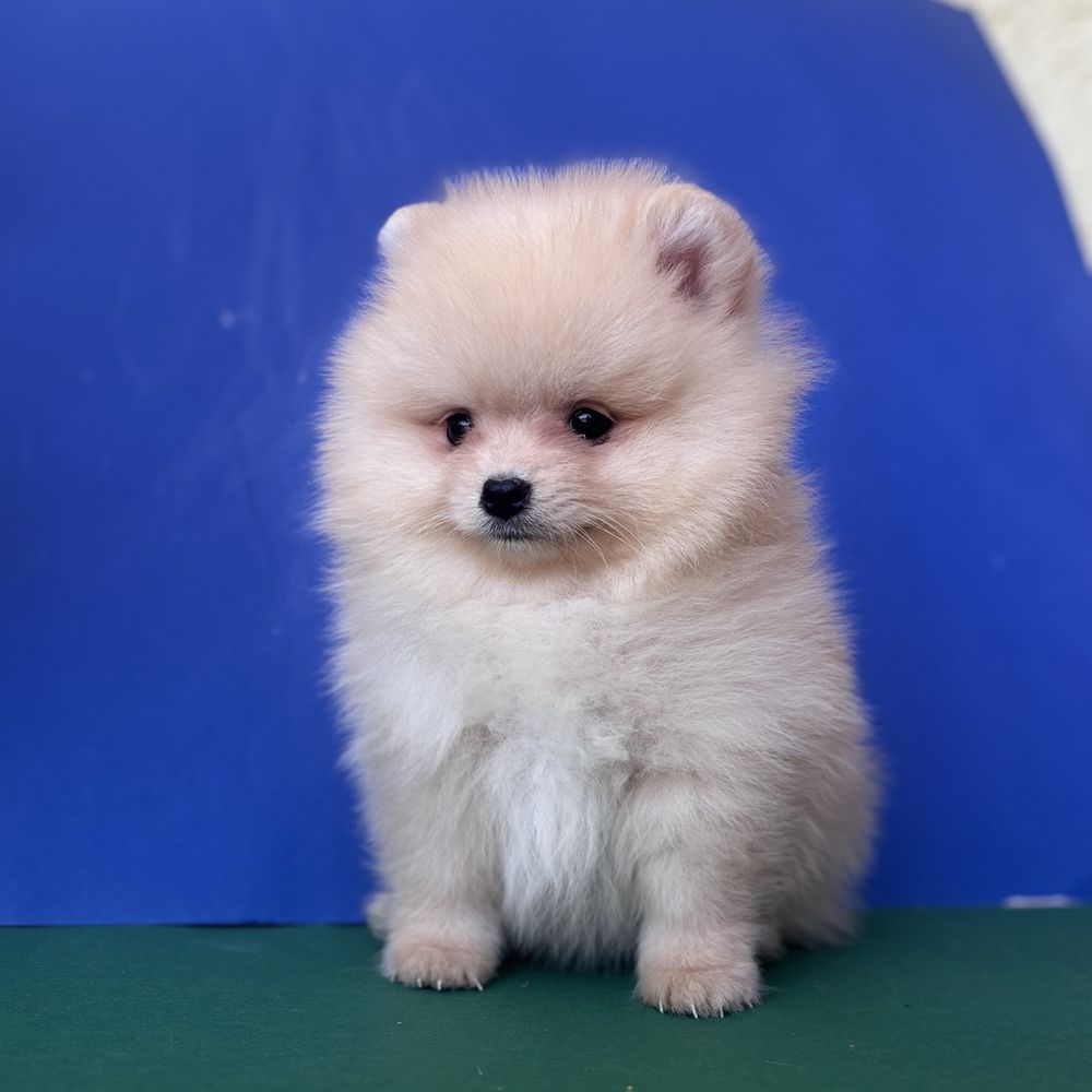 Хлопчик шоу класу тип ведмедика