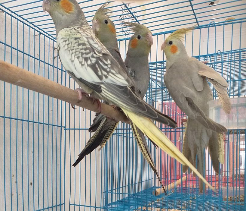 Caturras ( Loja Profissional )