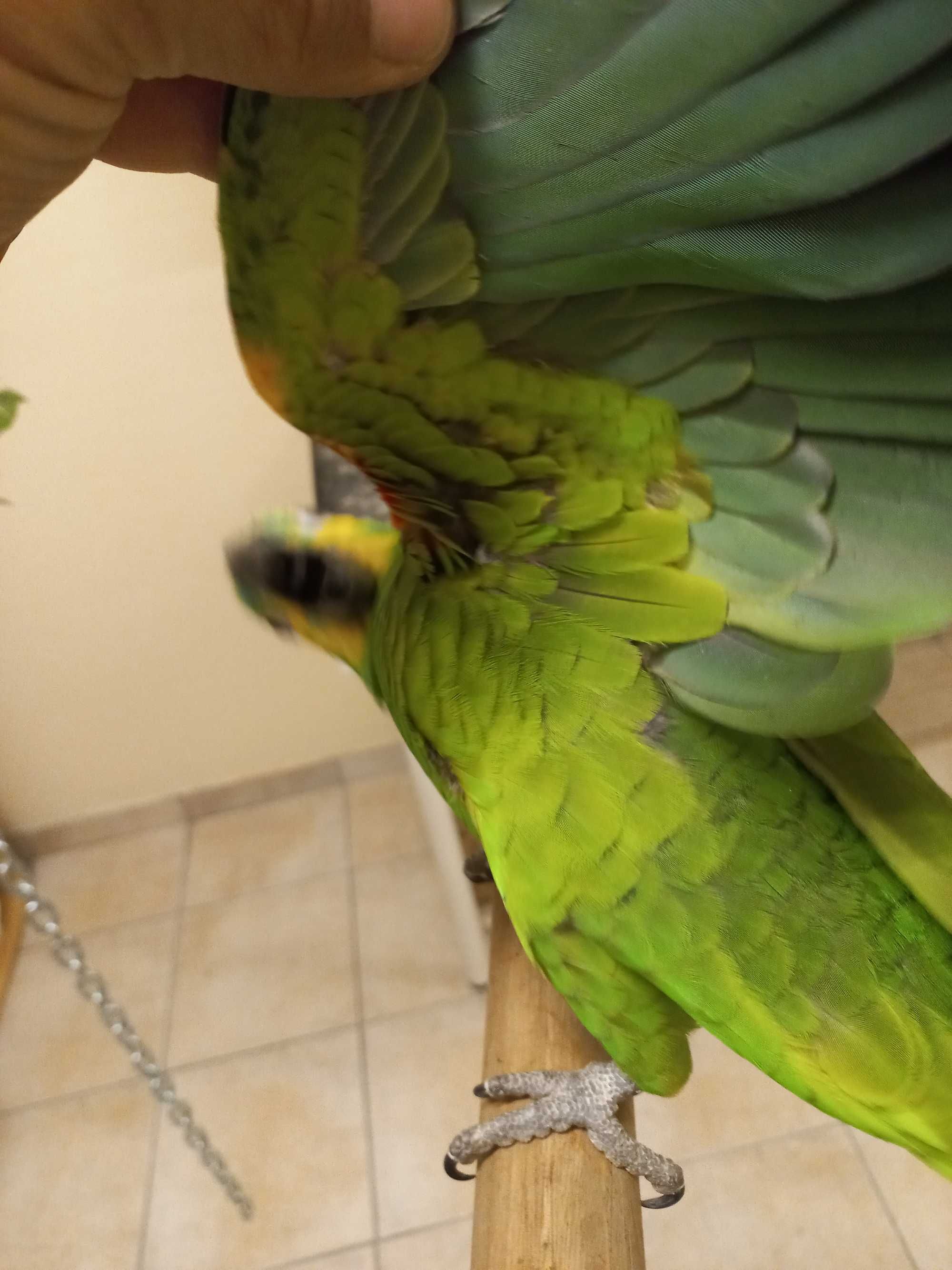 Papagaio amazona aestiva