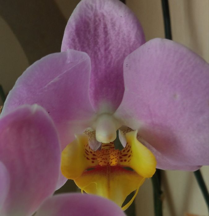 Орхідея рожева .