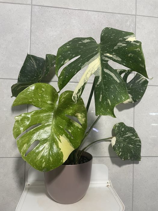 Монстера Тайське Сузірʼя, Aглаонема