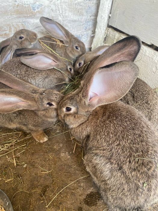 Кролі Полтавське срібло, бургундці, фландр(бельгійський велетень)