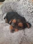 Szczeniak yorkshire terrier