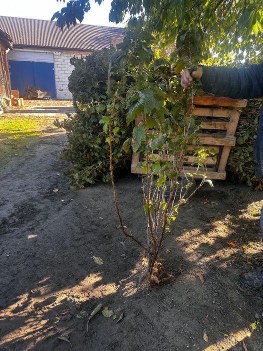 Trzyletnia Sadzonka porzeczki czarnej