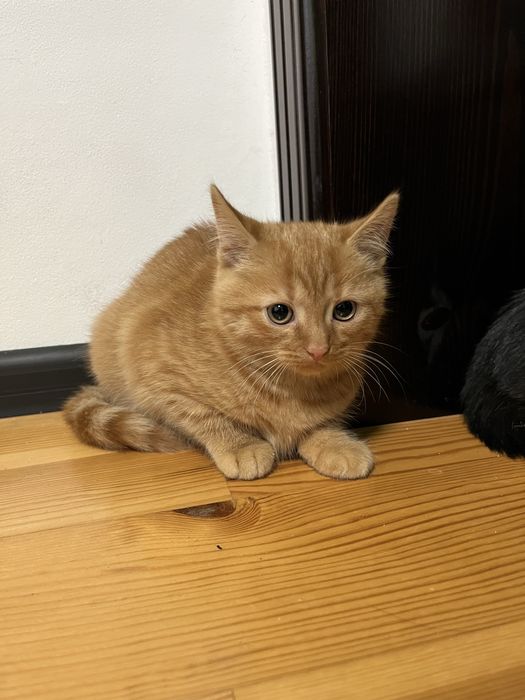 Віддаю кішку у люблячі руки