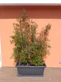 Vaso 100cm x 46,5cm x 40cm com 2 Eugénias plantadas com cerca de 200cm